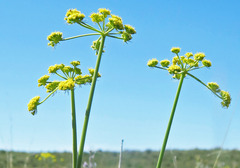 Lomatium simplex