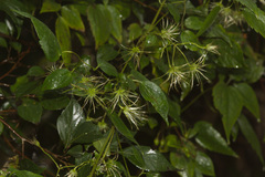 Clematis lasiandra