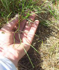 Lomatium simplex