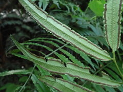 Angiopteris lygodiifolia