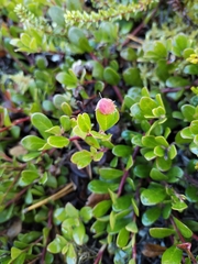 Exobasidium sydowianum