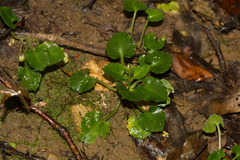Viola diffusa