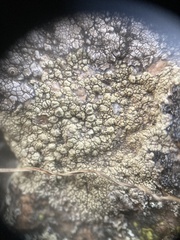 Pertusaria flavicunda