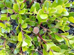 Exobasidium sydowianum