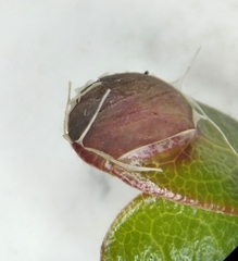 Exobasidium sydowianum