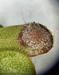 Exobasidium sydowianum