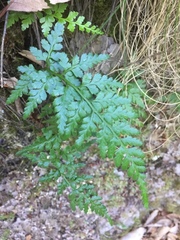 Asplenium onopteris