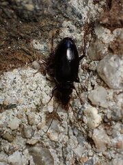 Platyninae