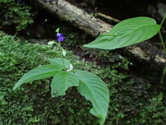 Rhynchoglossum obliquum