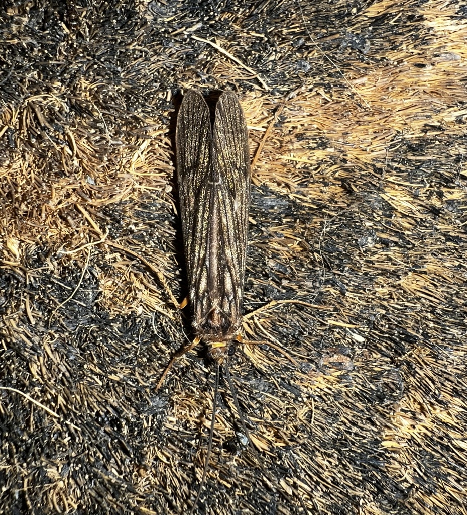 Dicosmoecus gilvipes