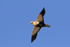 Pterocles orientalis