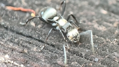 Polyrhachis daemeli