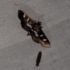 Desmia funeralis