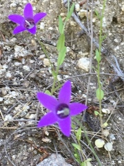 Campanula lusitanica