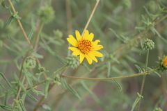 Aldama linearis