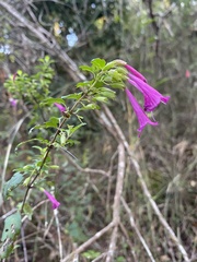 Clinopodium multiflorum