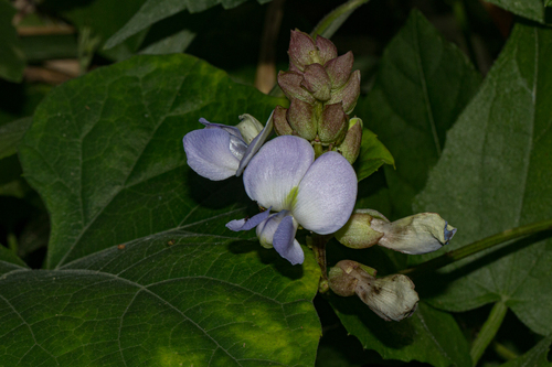 Psophocarpus scandens image