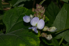 Image of Psophocarpus scandens