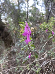 Clinopodium multiflorum