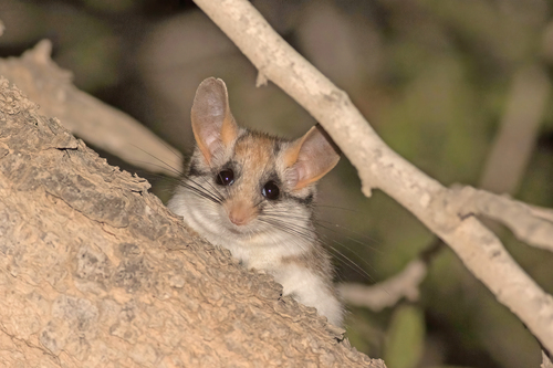 Asian Garden Dormouse (Eliomys melanurus) — Least Concern Mammalia