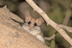 Eliomys melanurus