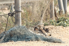 Burhinus senegalensis