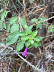 Clinopodium multiflorum