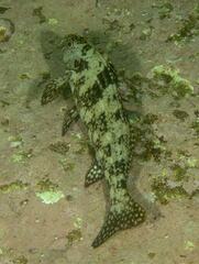 Aplodactylus lophodon