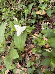 Tradescantia fluminensis