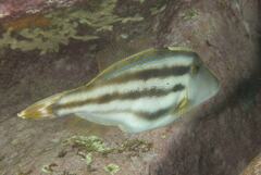 Meuschenia trachylepis