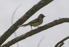 Emberiza