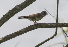 Emberiza