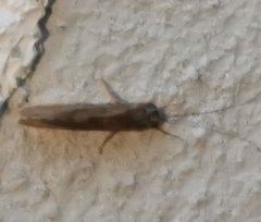 Hydropsyche pellucidula