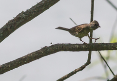 Emberiza