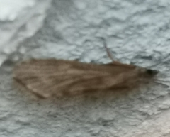 Hydropsyche pellucidula