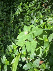 Tradescantia fluminensis