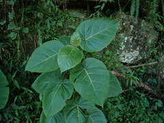Solanum betaceum