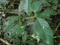 Turpinia formosana