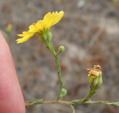 Deinandra paniculata