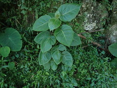 Solanum betaceum