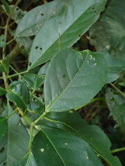 Turpinia formosana