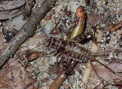Gryllomorpha dalmatina