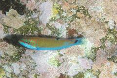 Thalassoma lunare