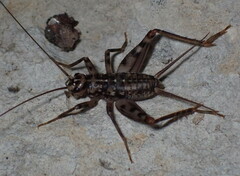 Gryllomorpha dalmatina