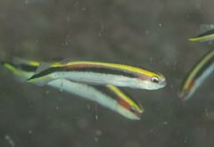 Trachinops taeniatus