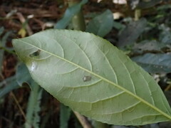Turpinia formosana