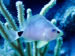 Hypoplectrus unicolor