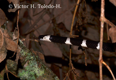 Tropidodipsas fasciata