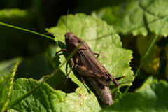 Psophus stridulus