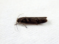 Xyloryctidae